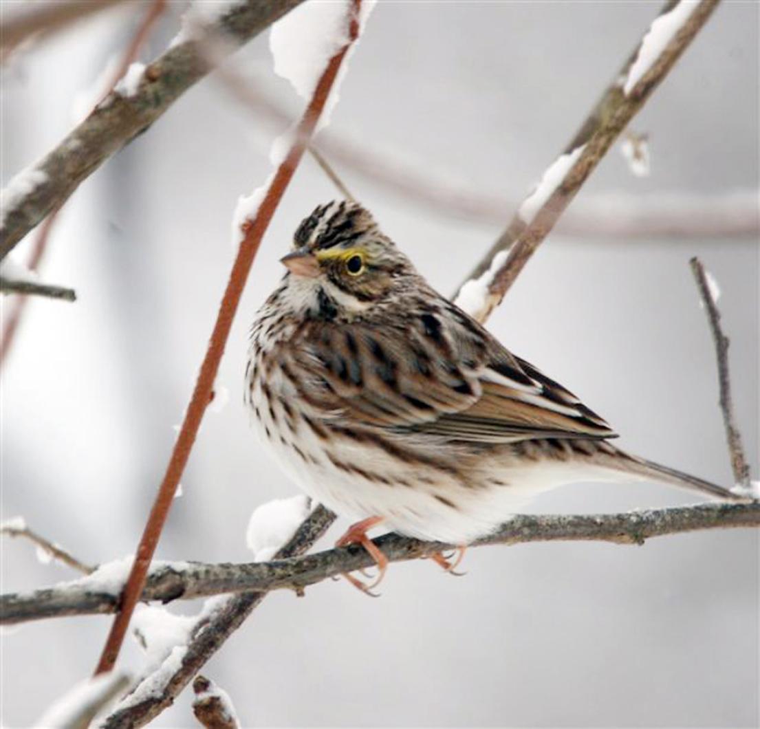 sparrow