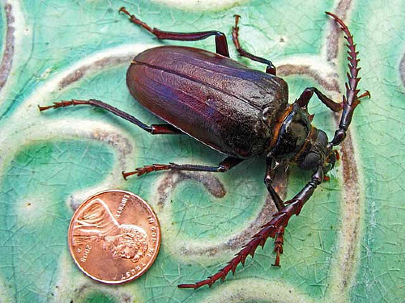beetle