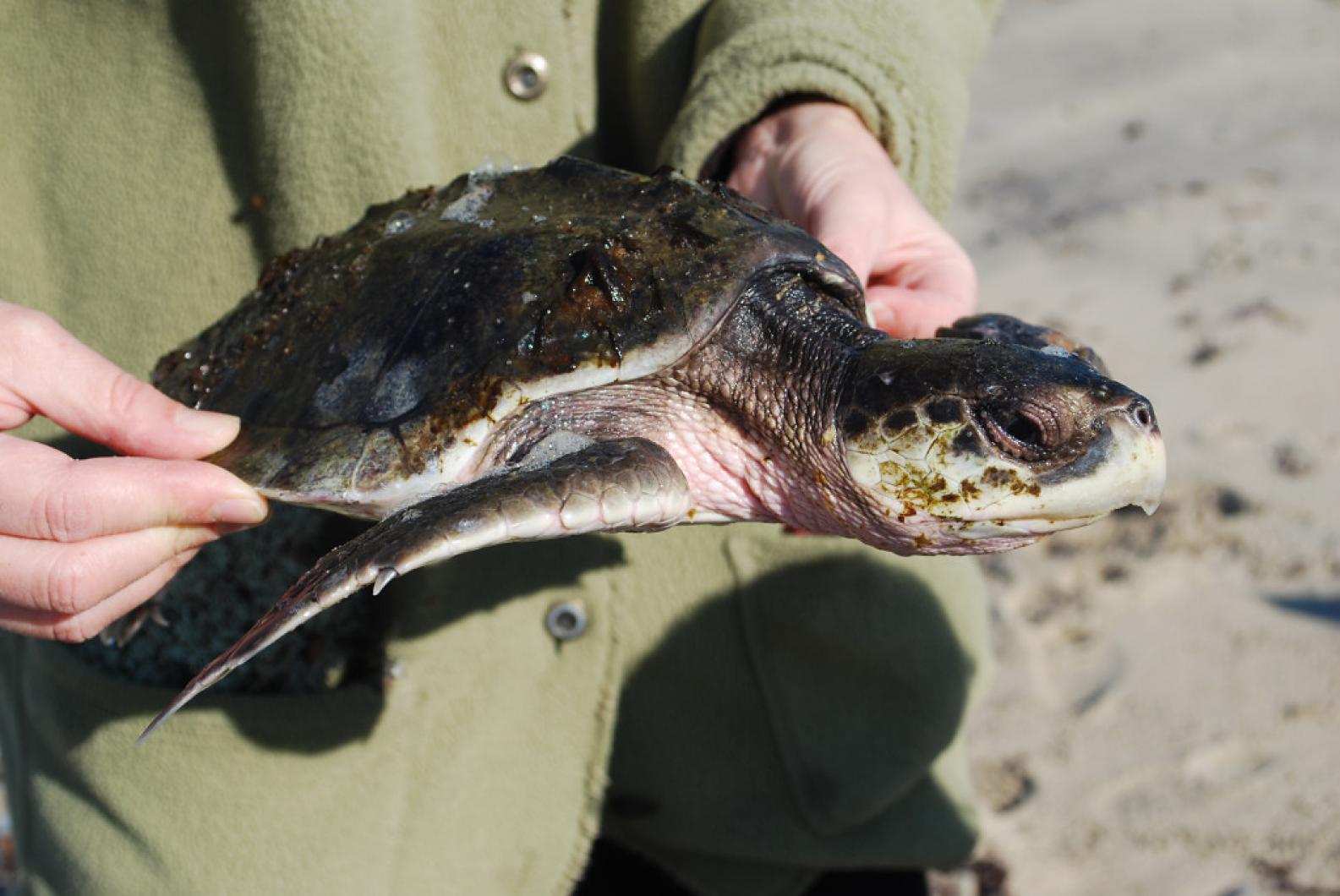 turtle