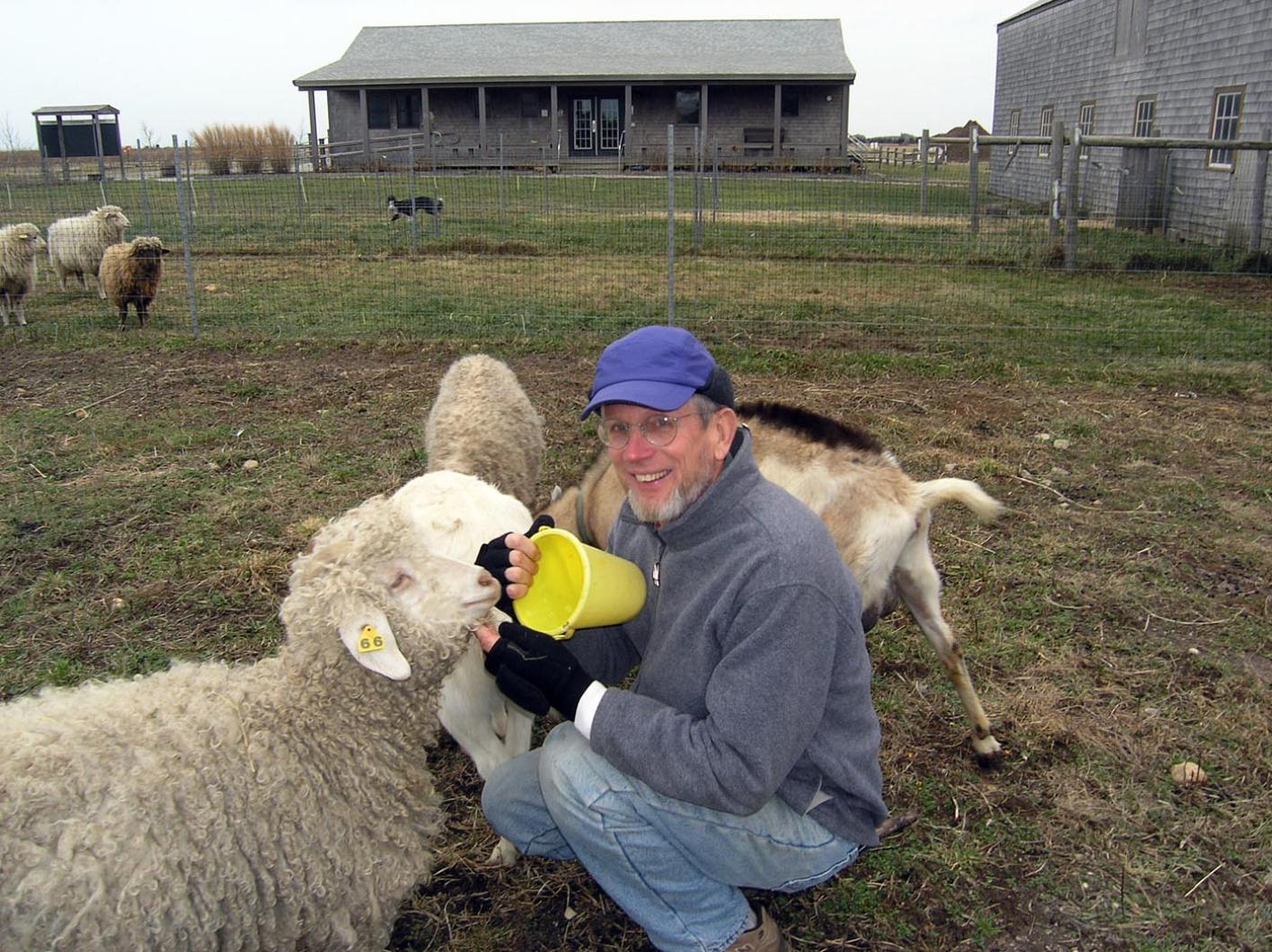 sheep