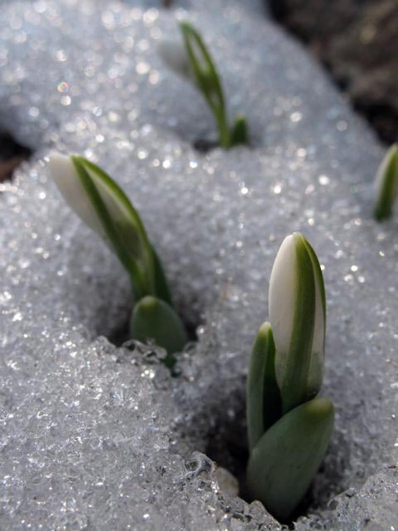snowdrops