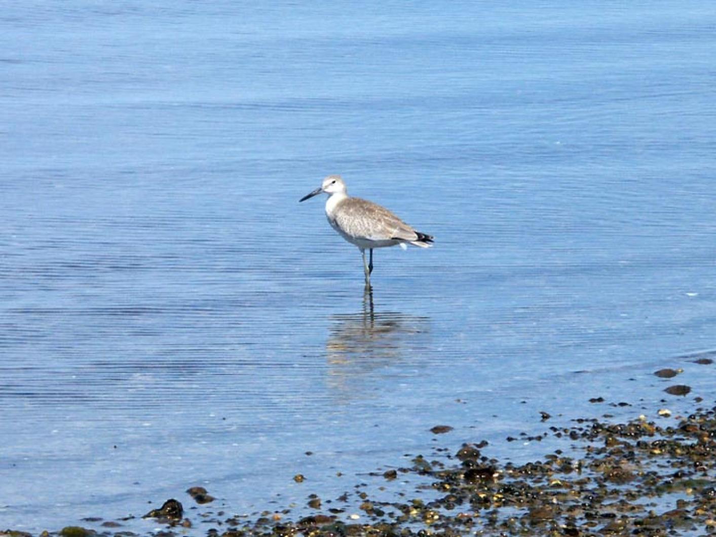 Willet