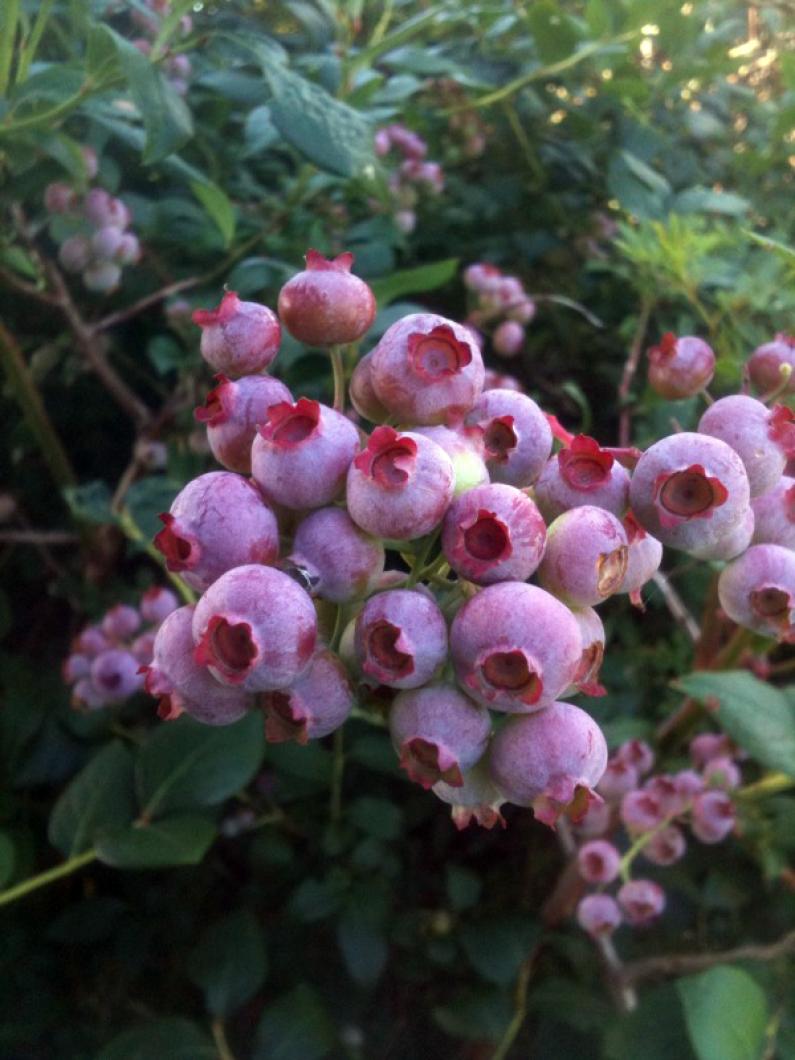blueberries
