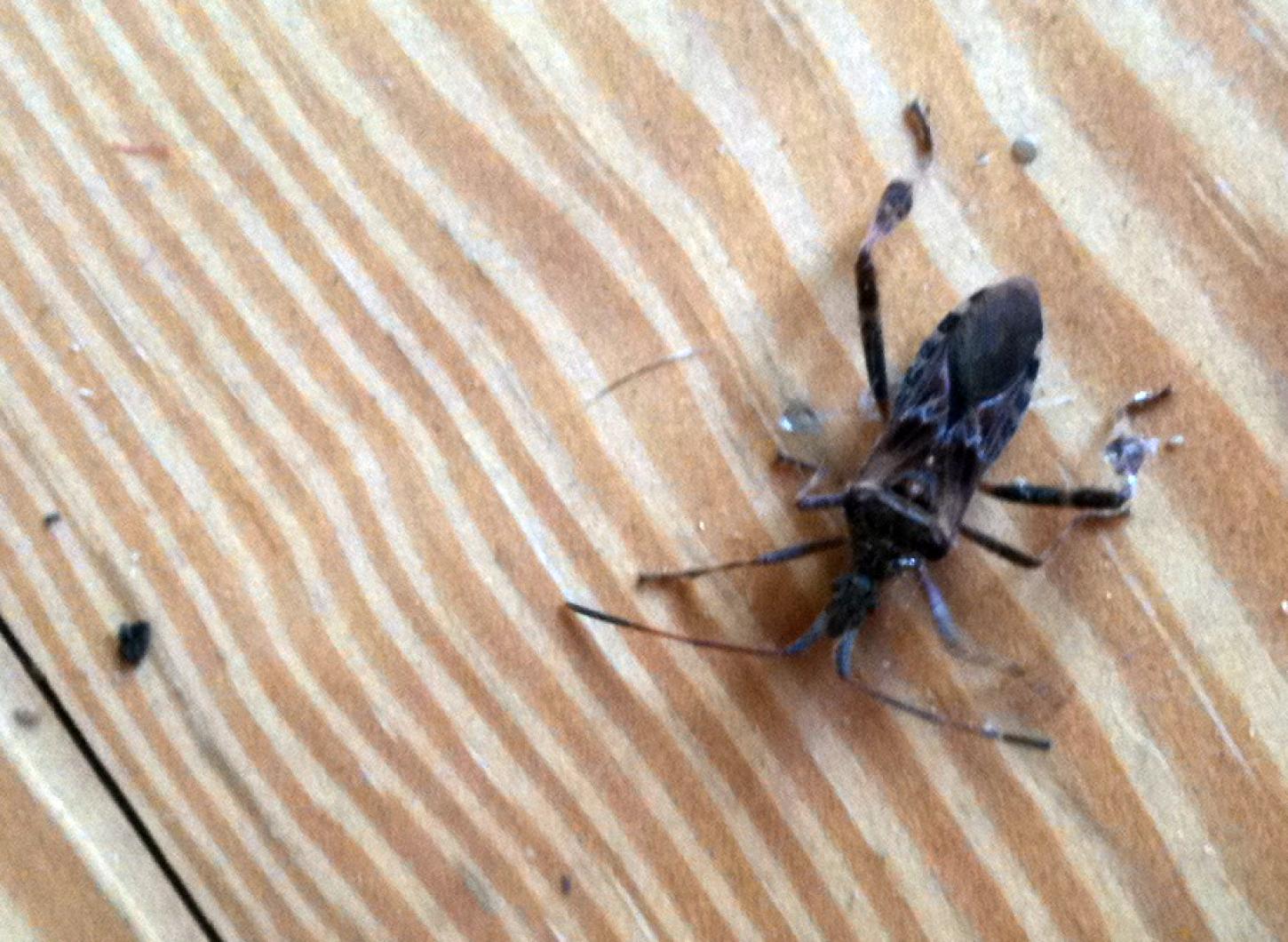 insect