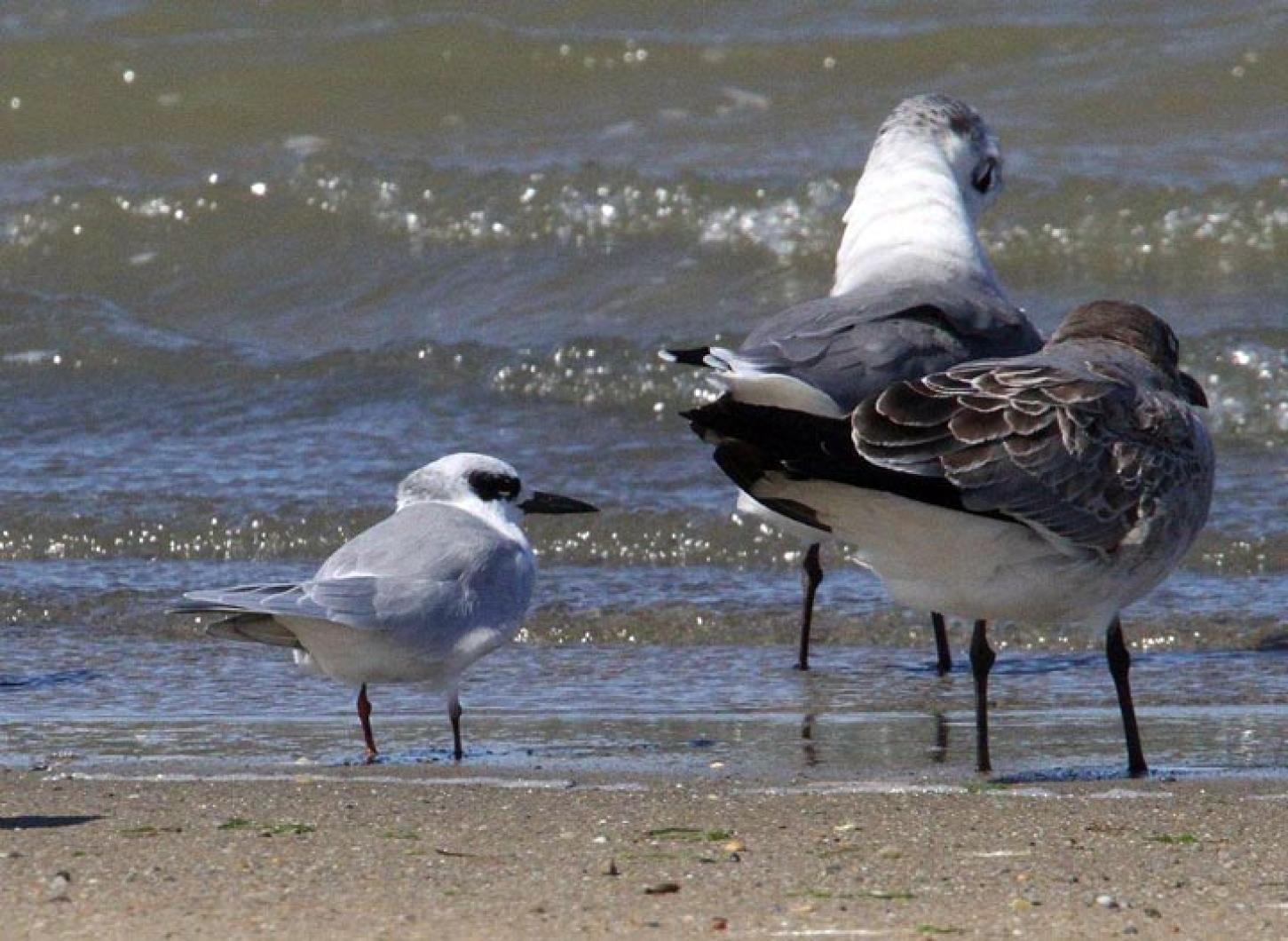 Terns
