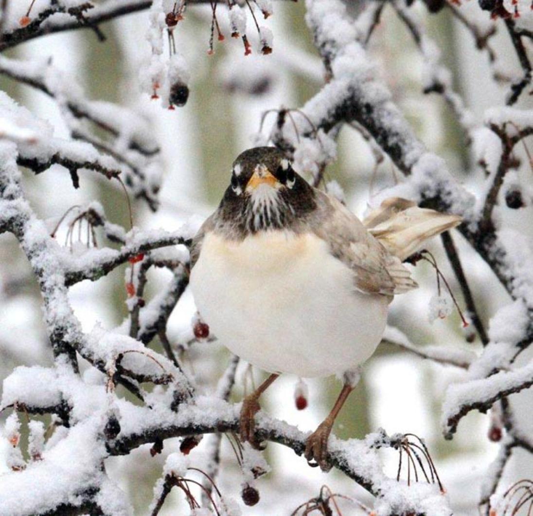 Vineyard Gazette | | Bird Counts for Christmas