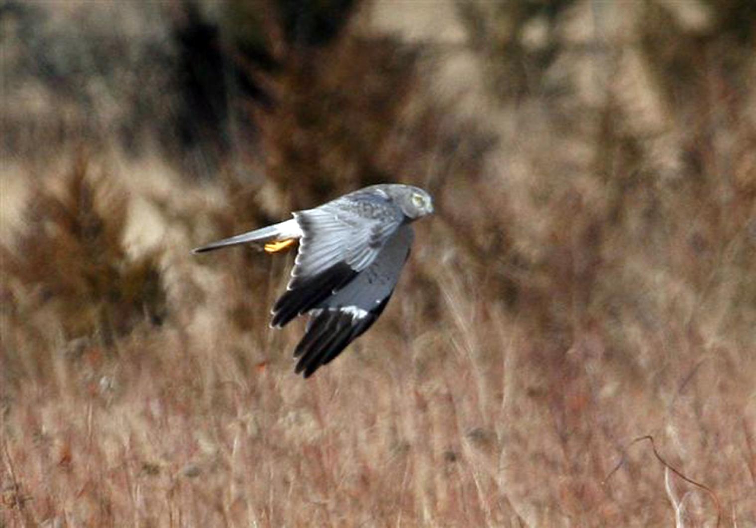 harrier