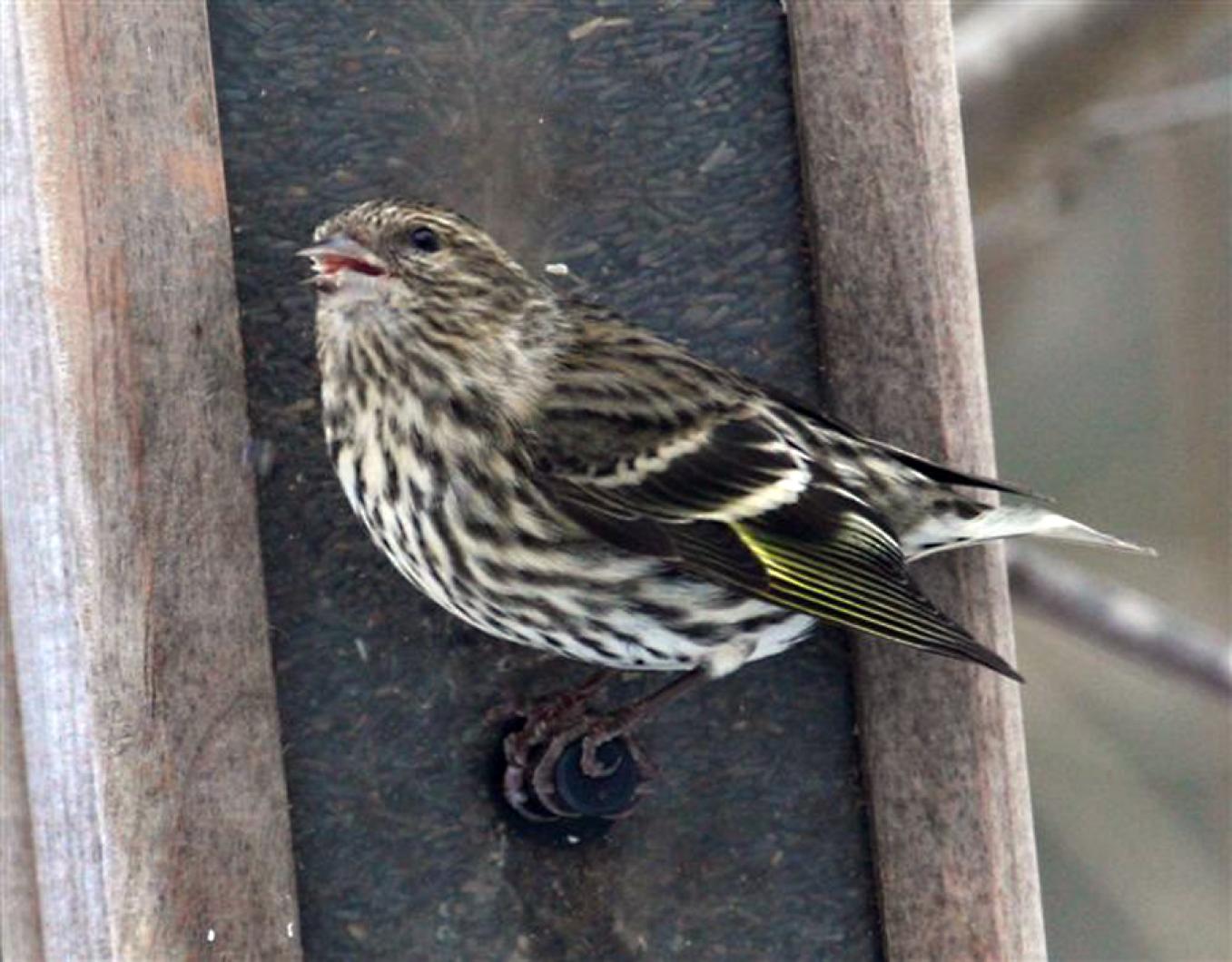 Siskin