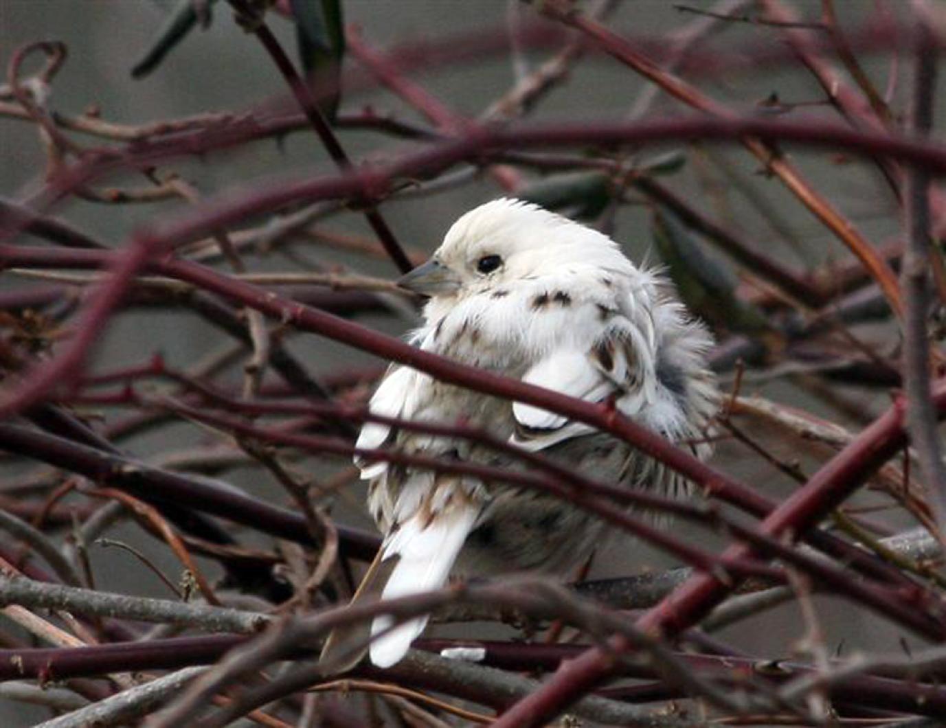 bird
