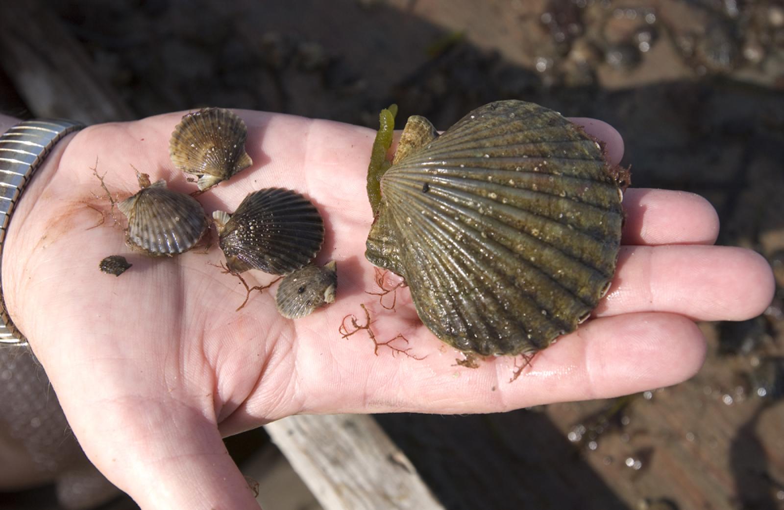 bay scallop seeds