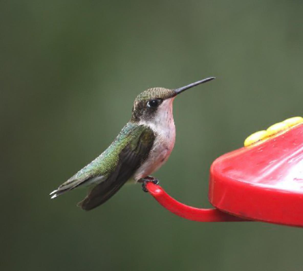 HUMMINGBIRD