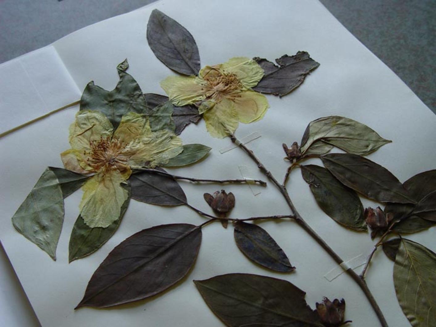 flowers