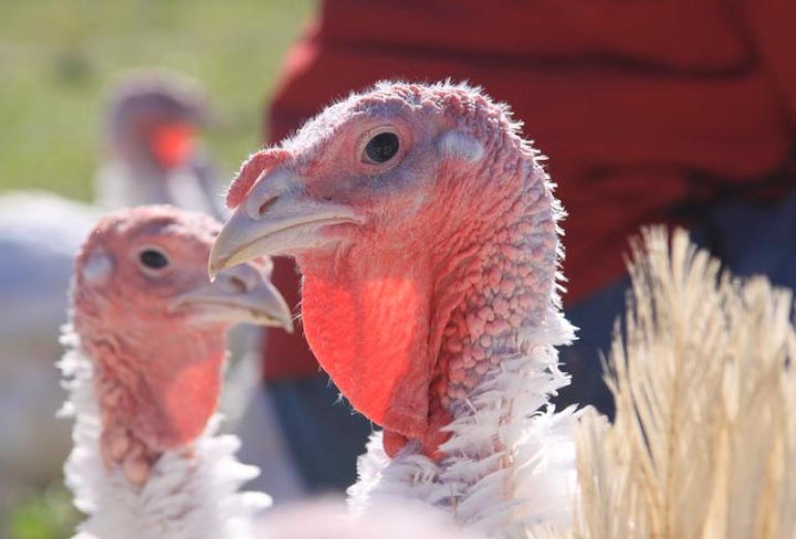 turkeys