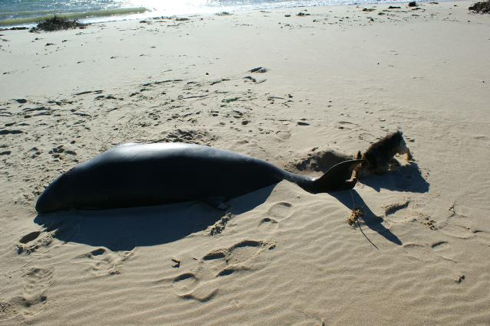 whale