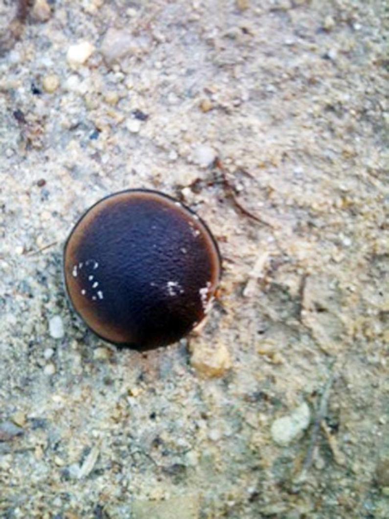 Horses Eye Hamburger Bean