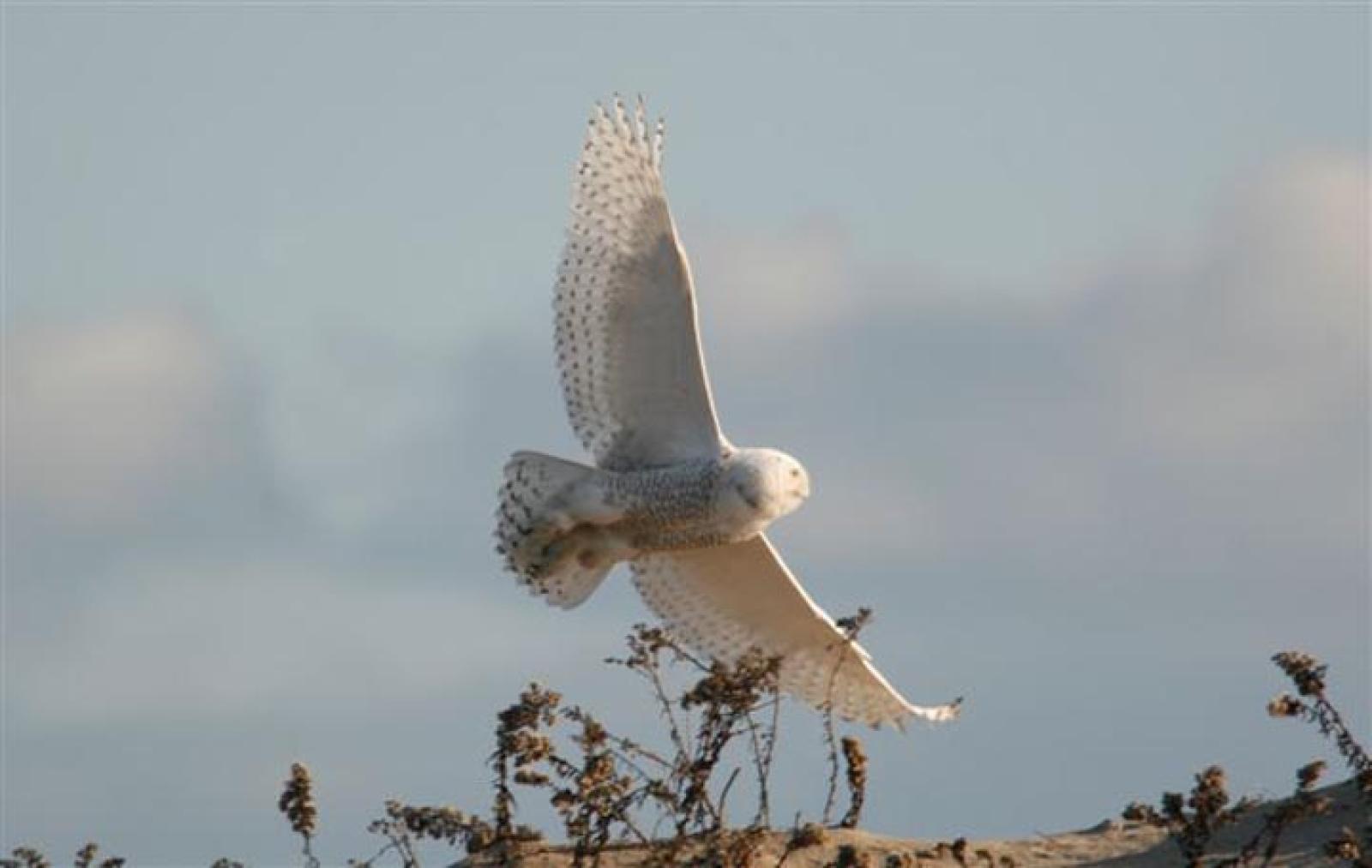 snowy owl
