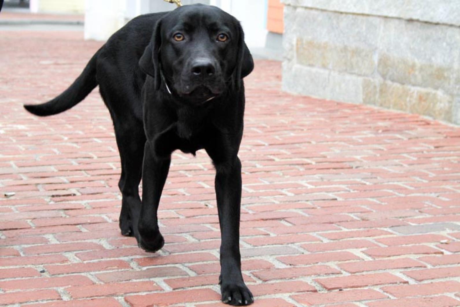 black dog