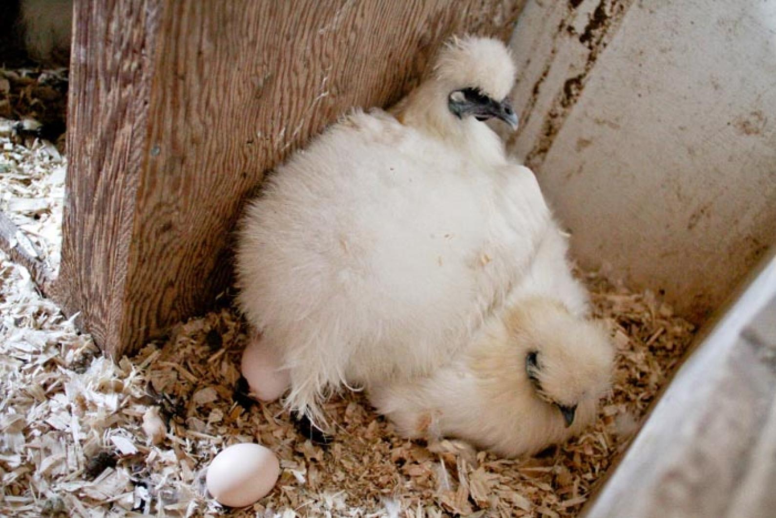Silky chickens