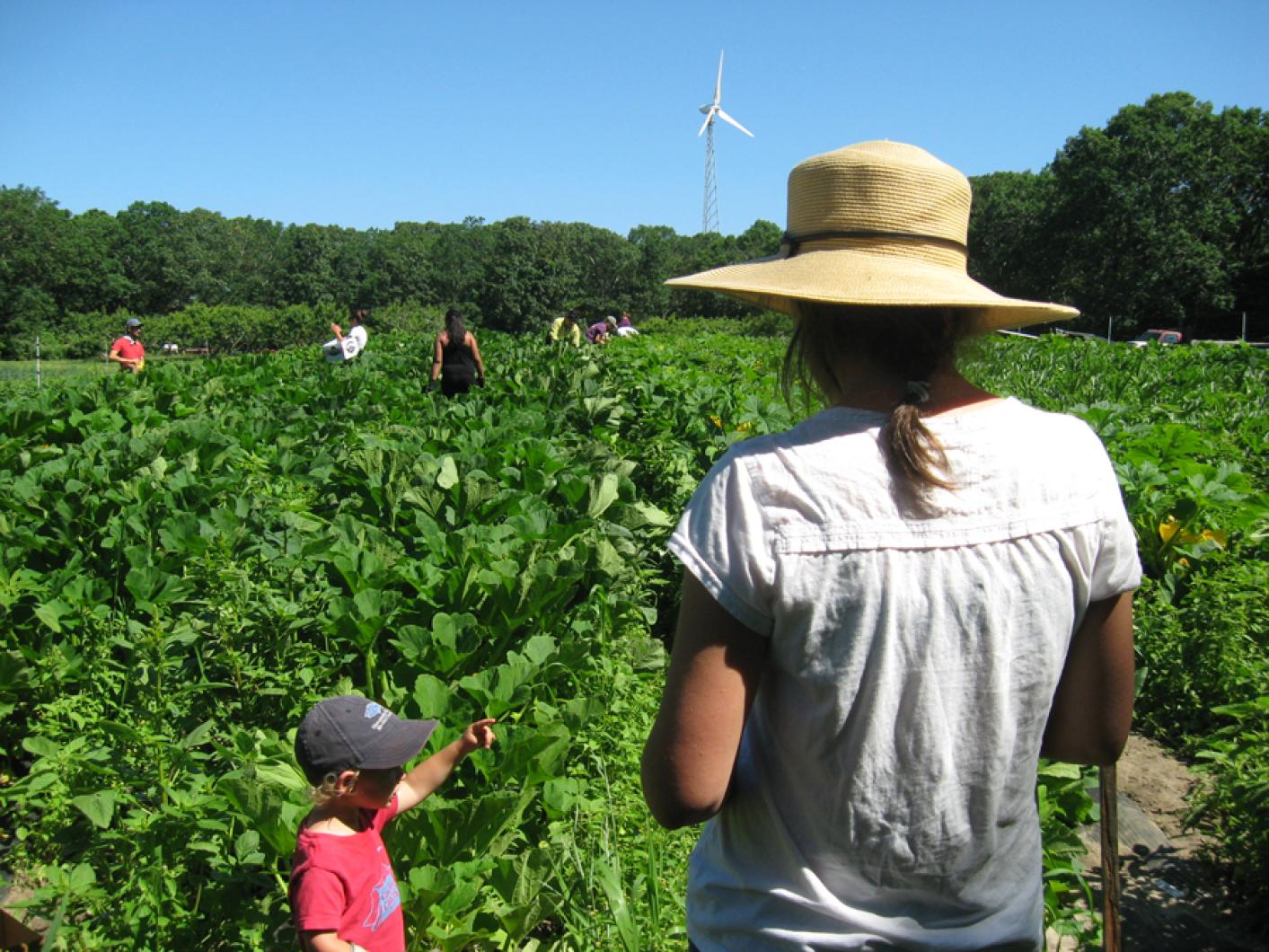 Morning Glory Farm