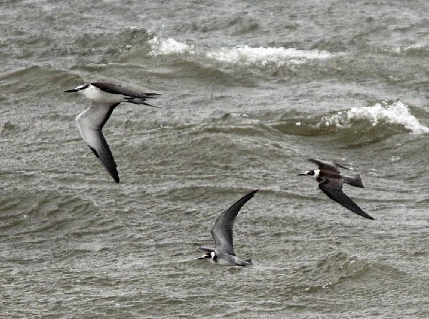bridled tern black tern ocean