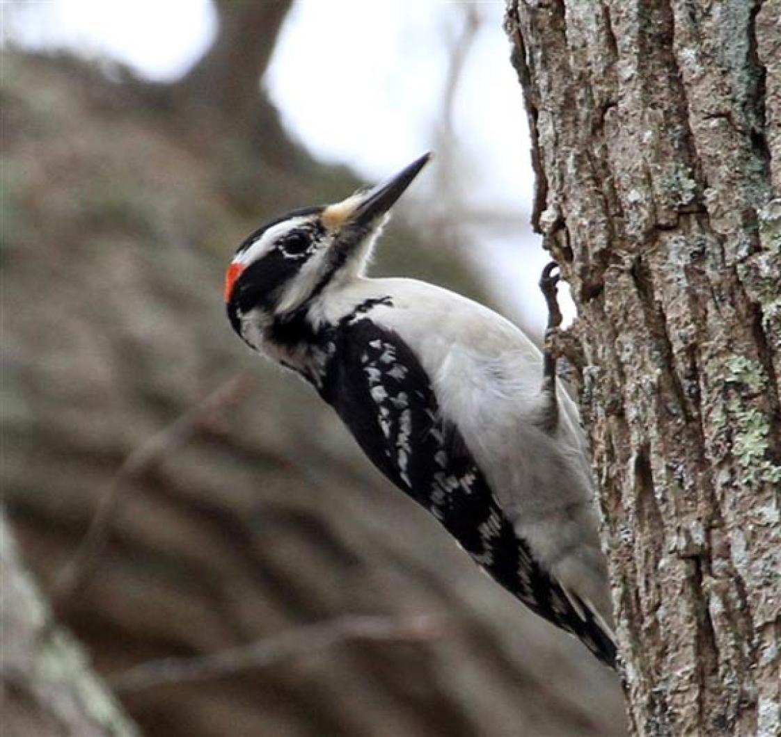 woodpecker