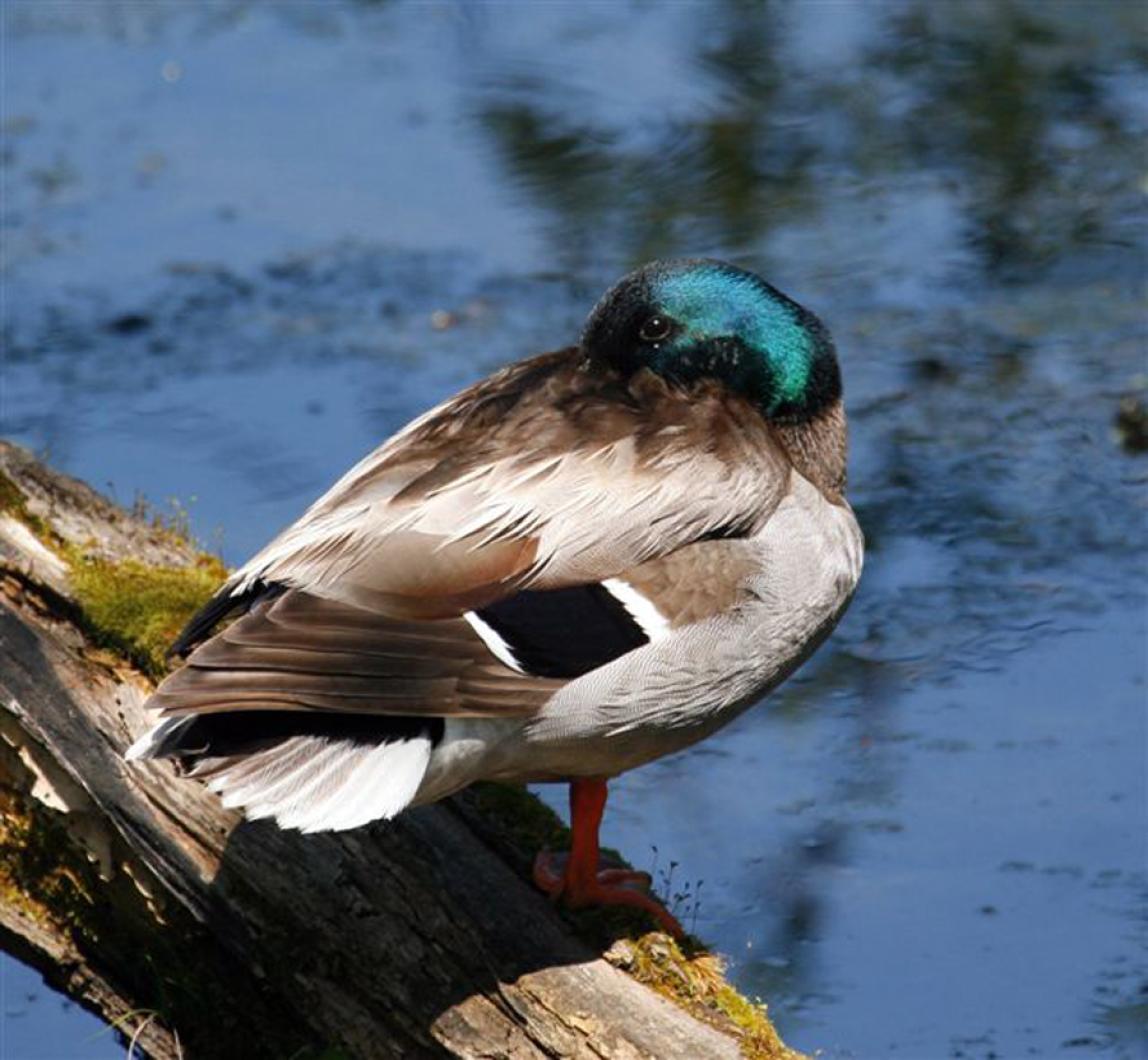 Duck