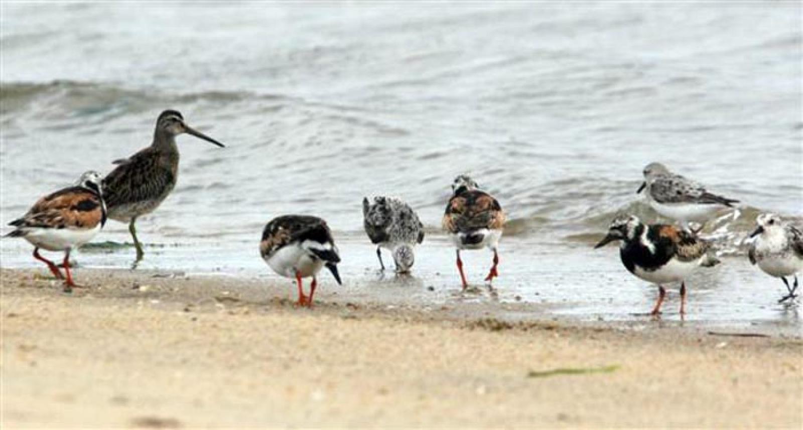 shorebirds sand ocean