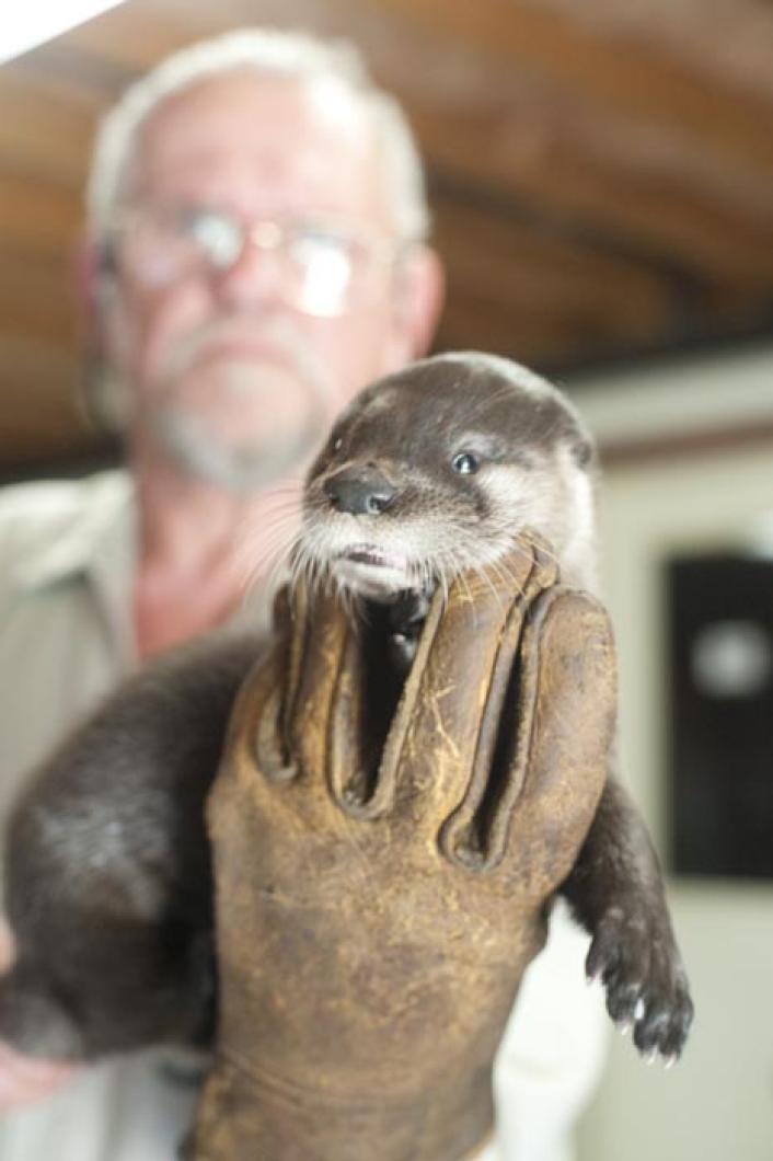 otter