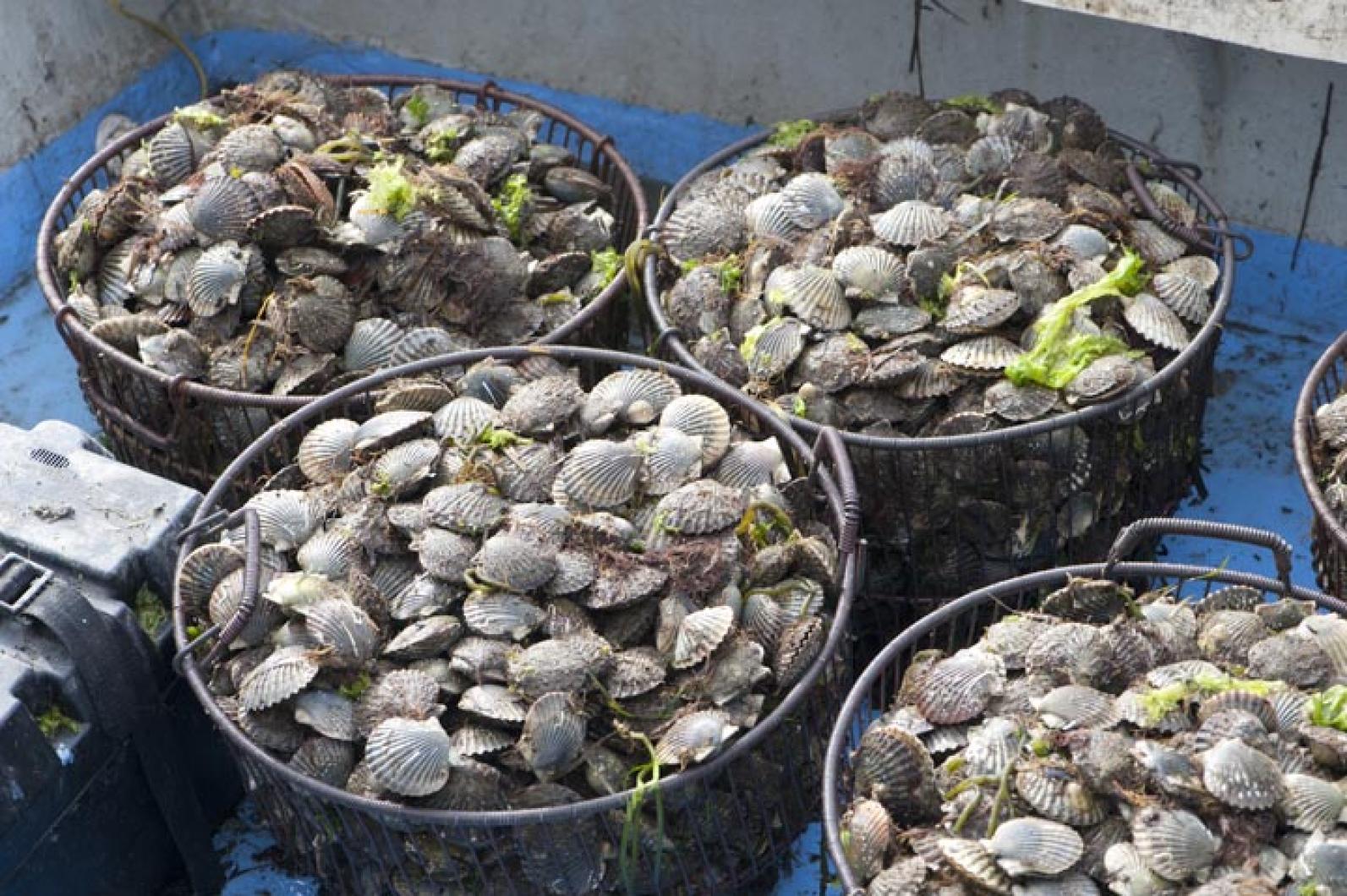 scallops