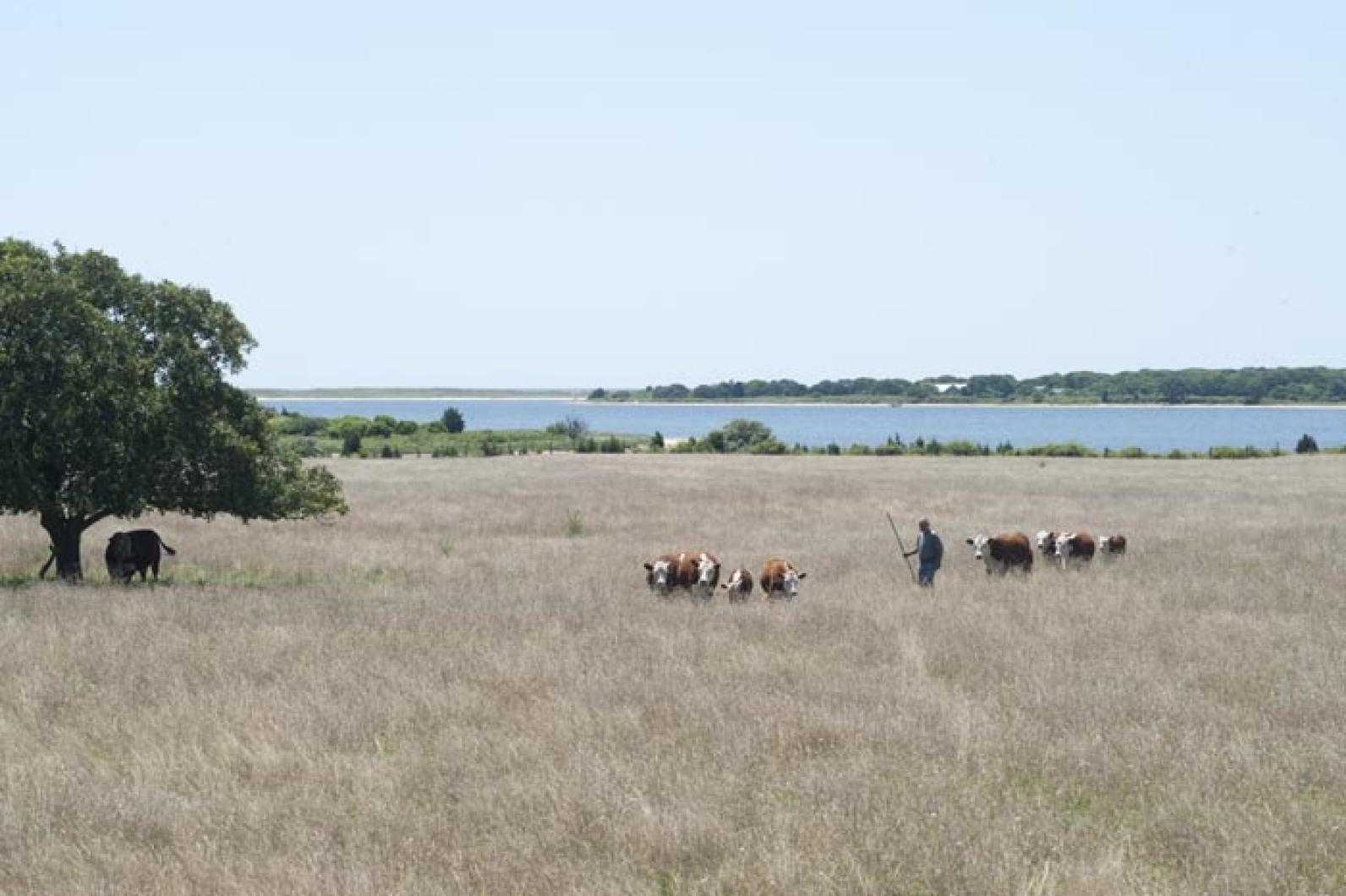 cows