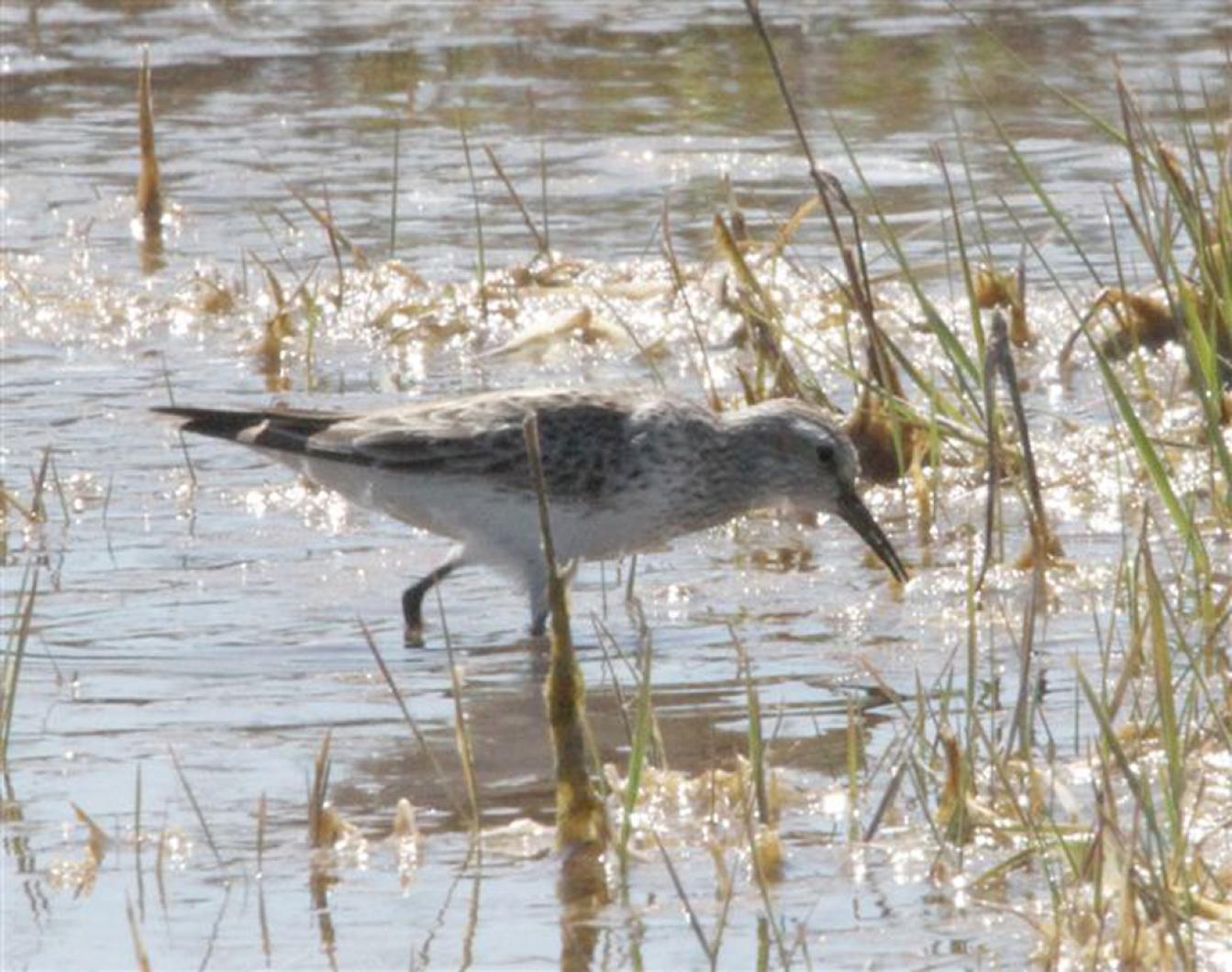 sandpiper
