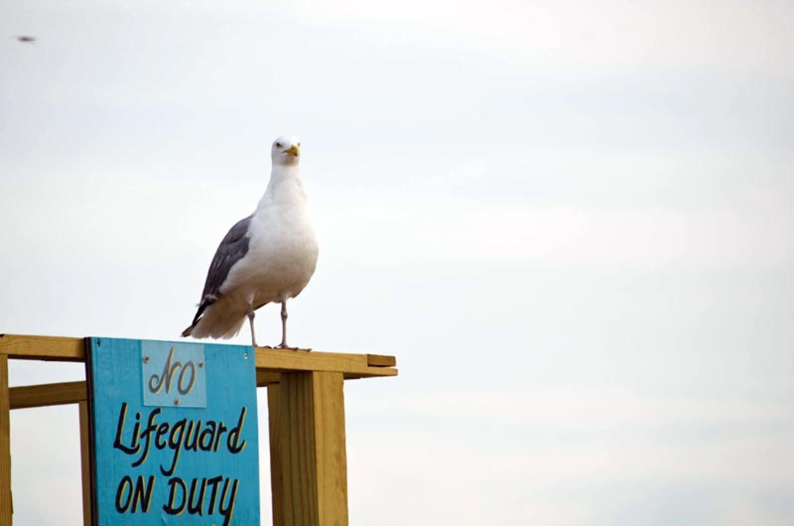 seagull