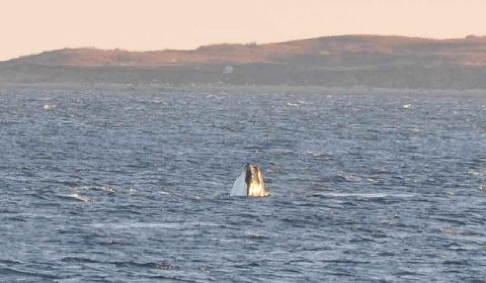 Right whale ocean