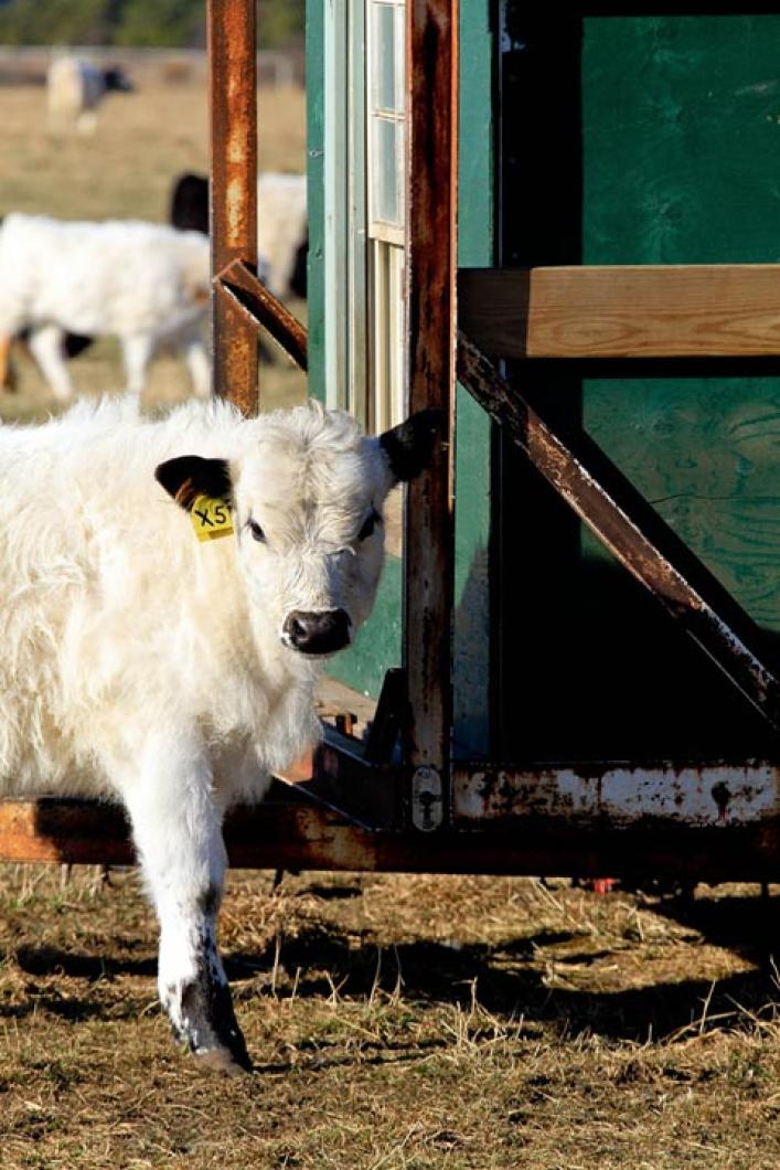 cow farm