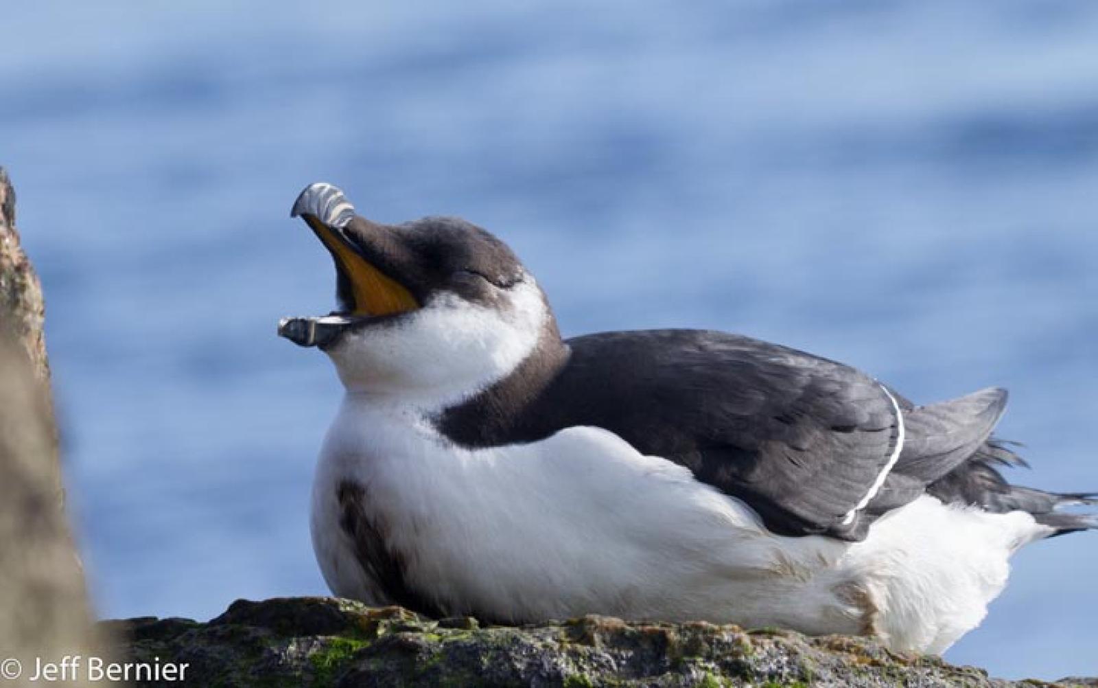 razorbill bird