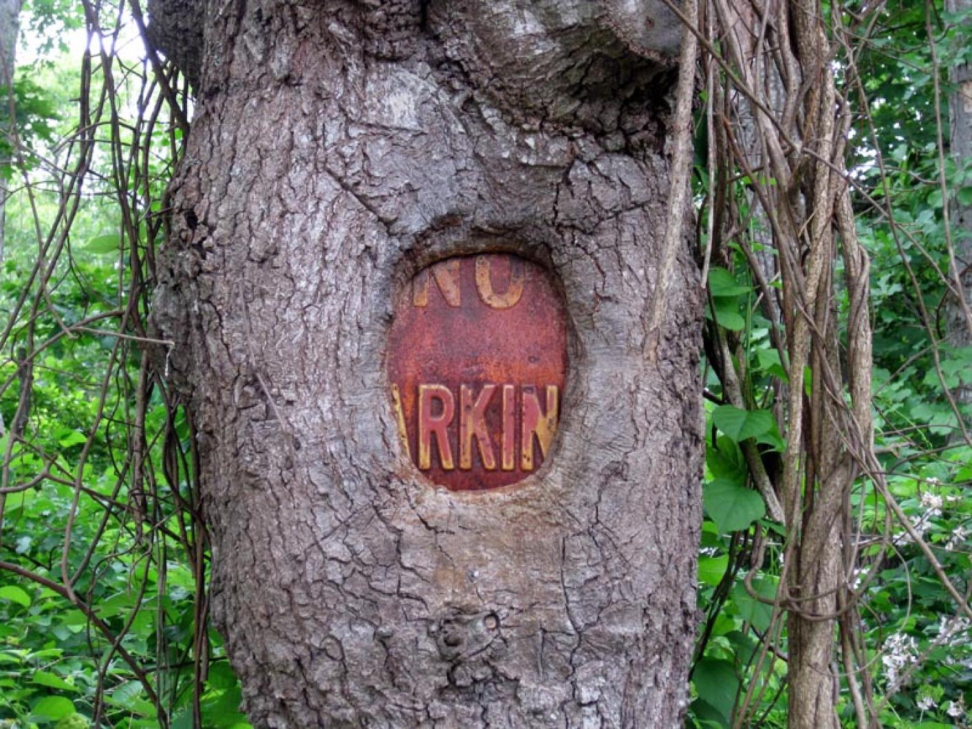 tree