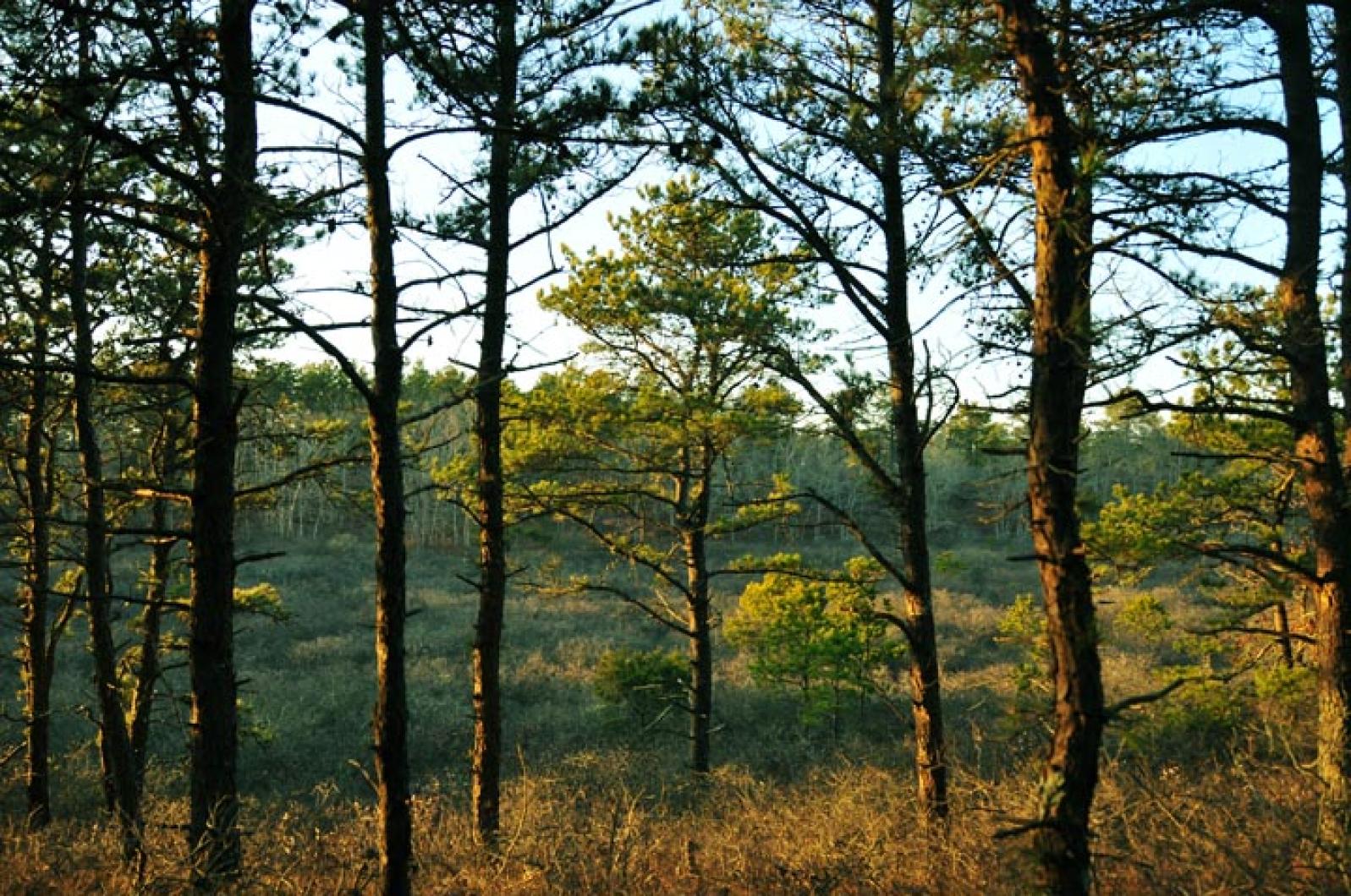 woods