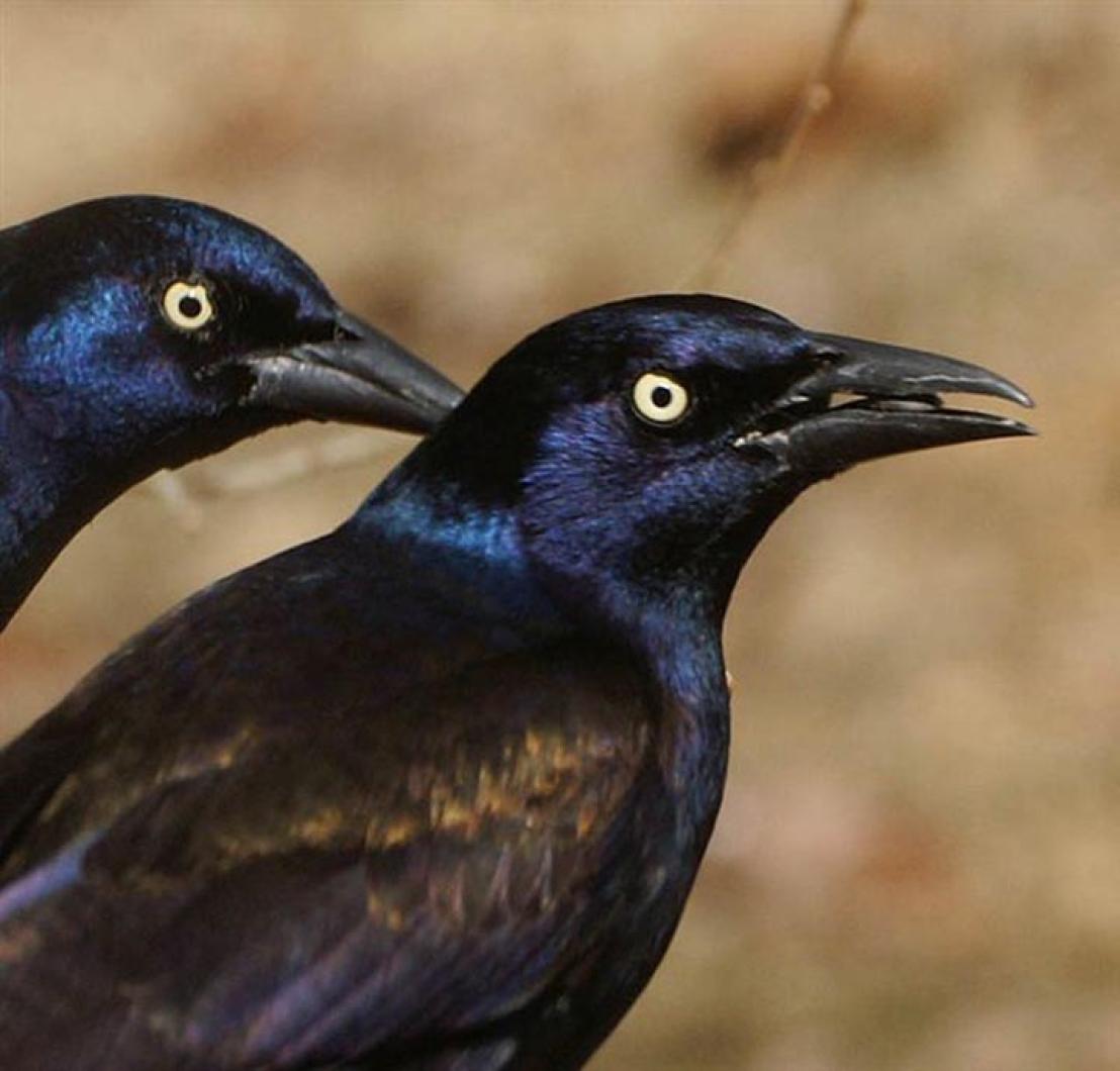 Grackles