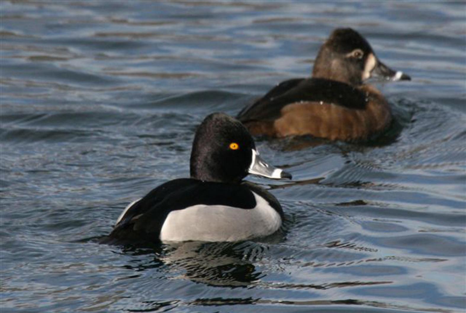ring-necked ducks