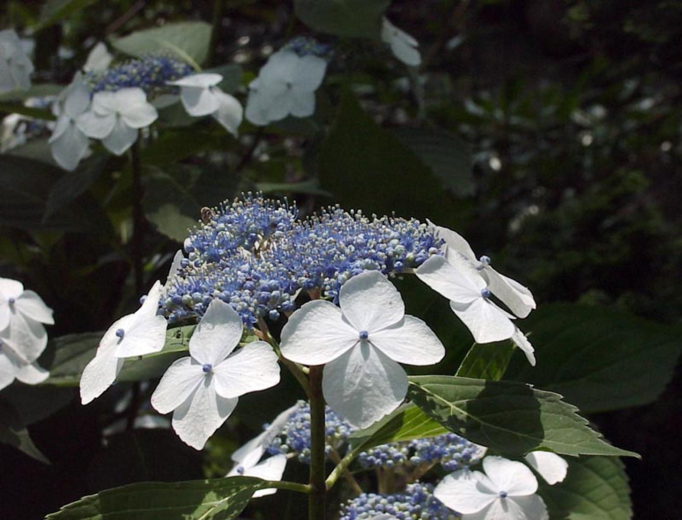 hydrangea