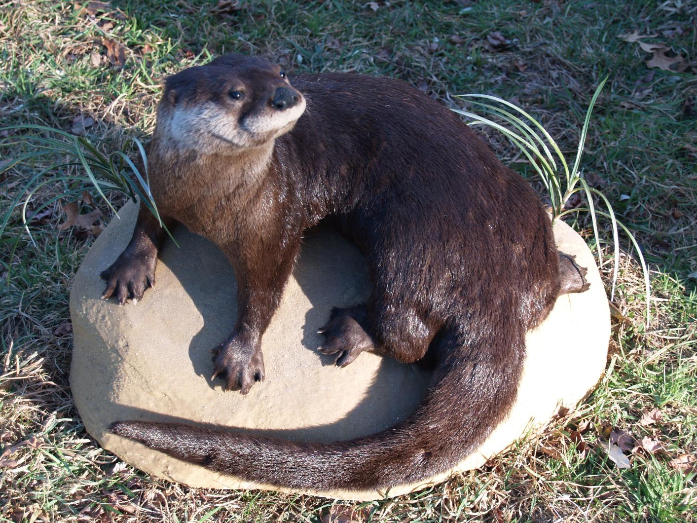 otter wakj