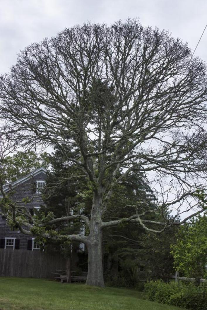 black oak