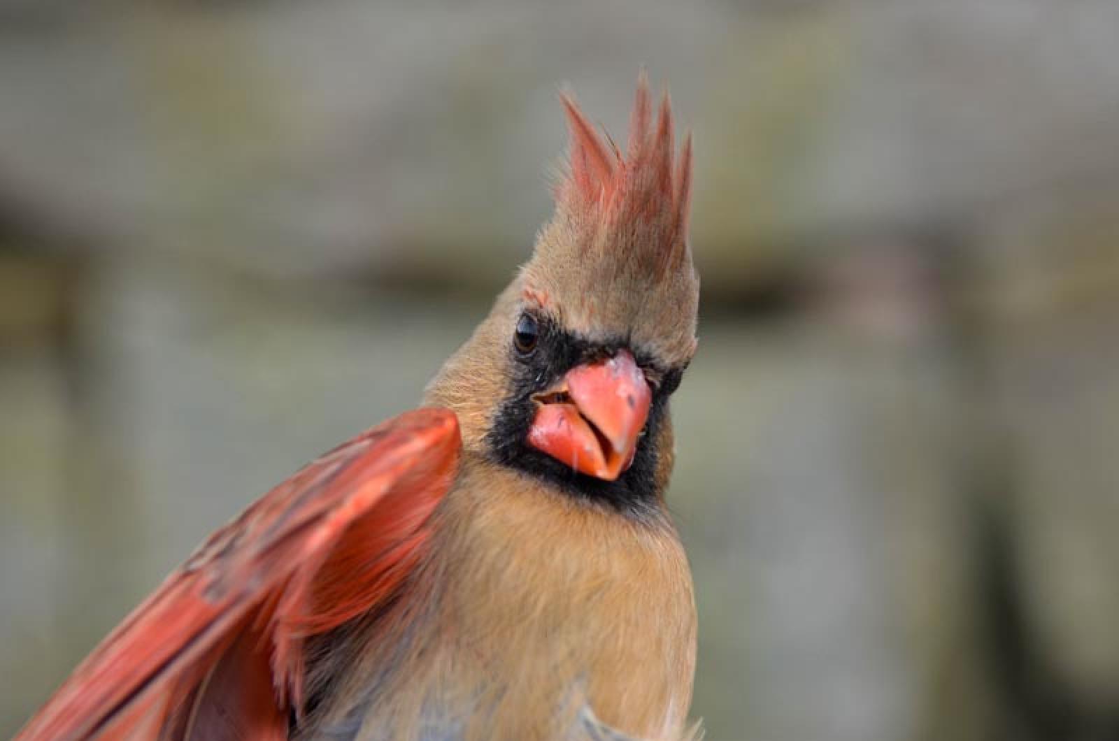 Female Carinal