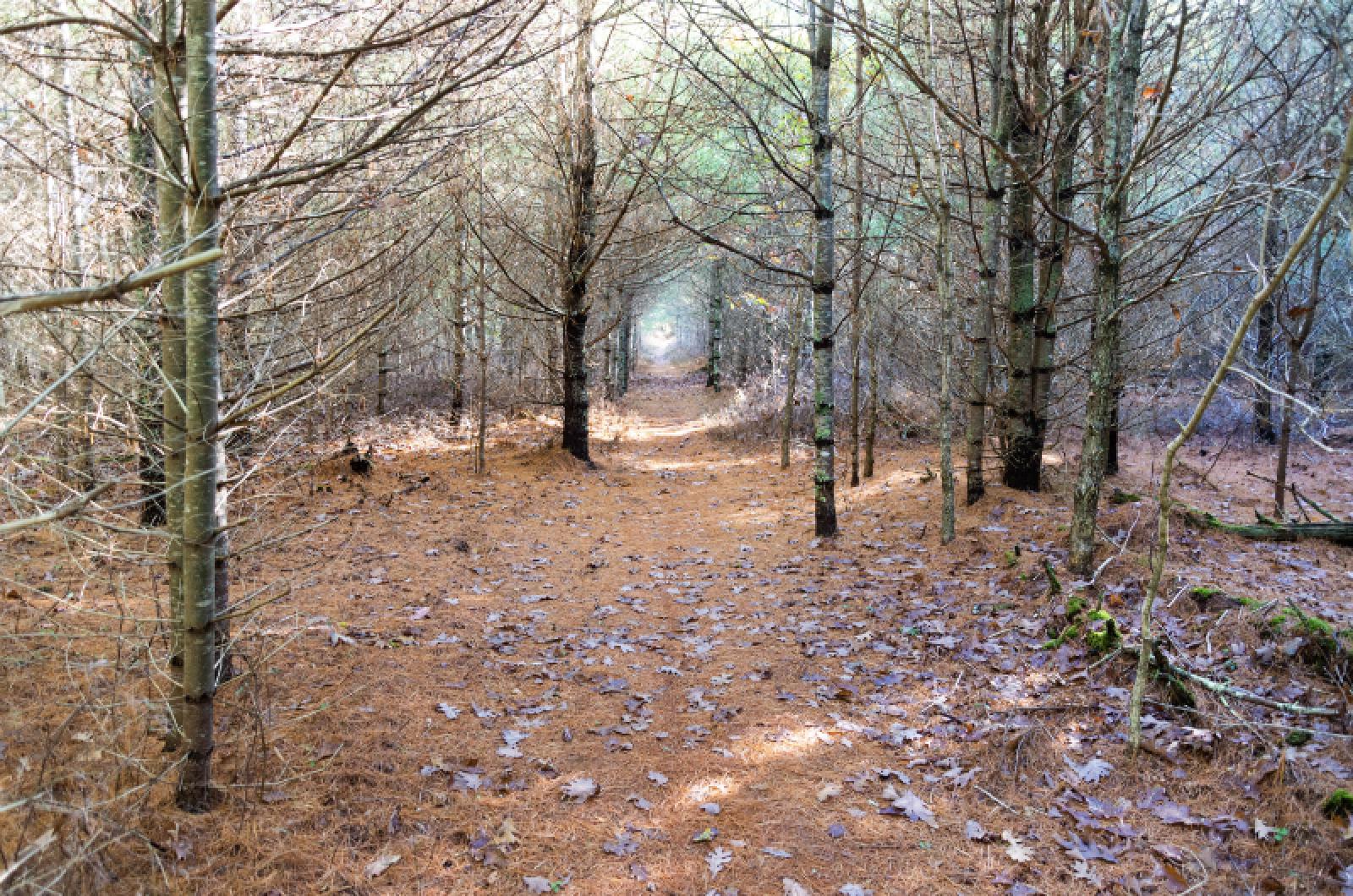 island forest path