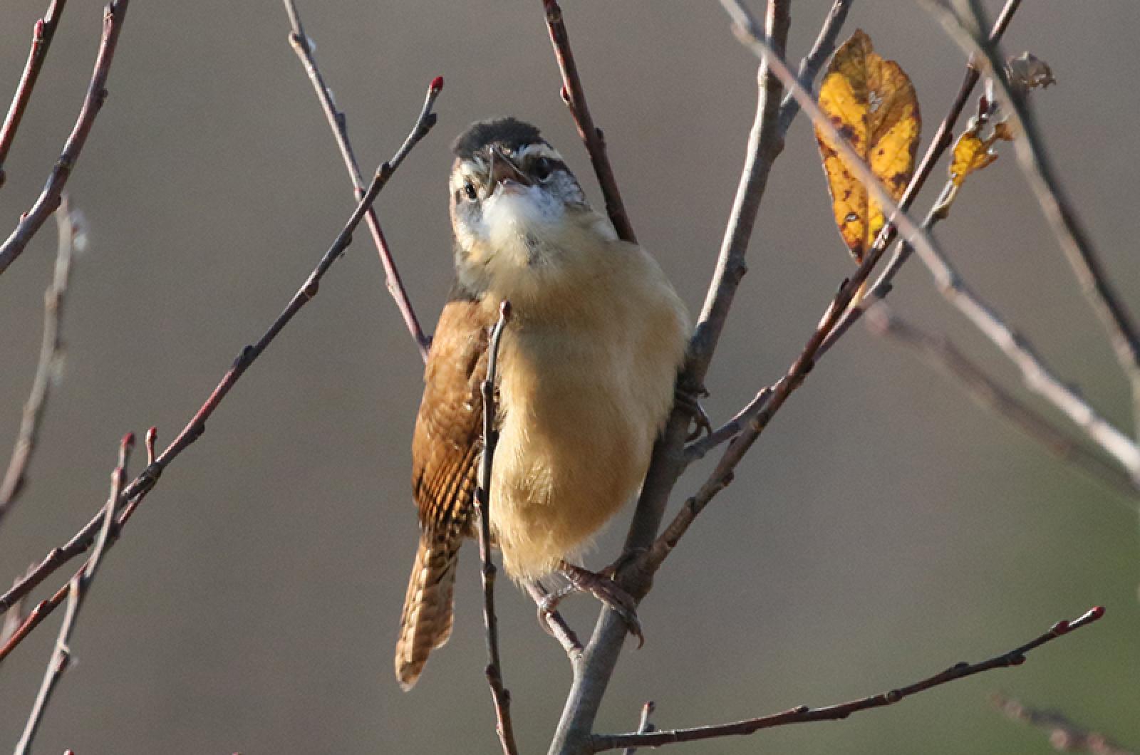 Carolina wren
