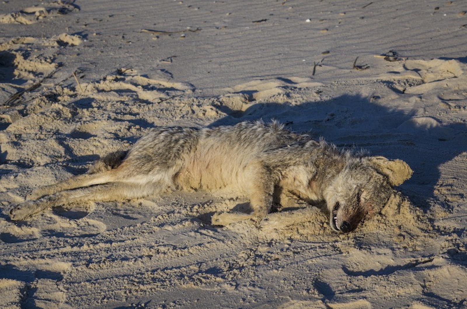 martha's vineyard coyote