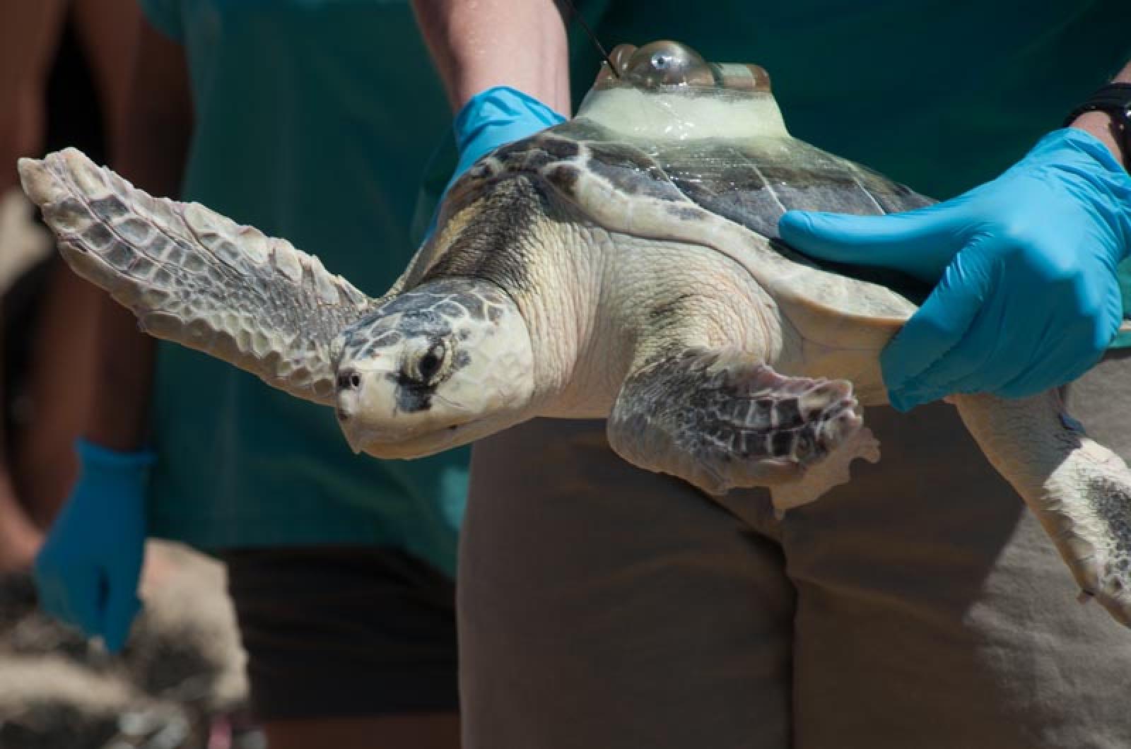 Vineyard Gazette | Turtles | Back to Sea, Endangered Sea Turtles ...