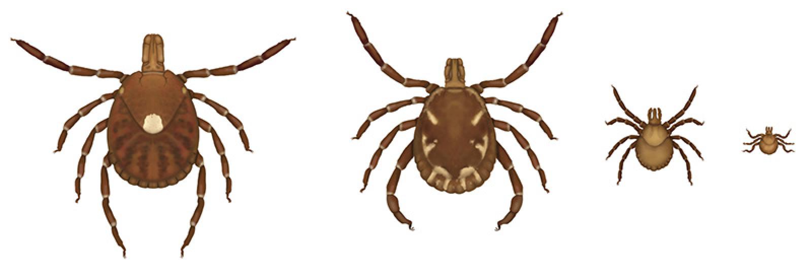 Lone Star tick