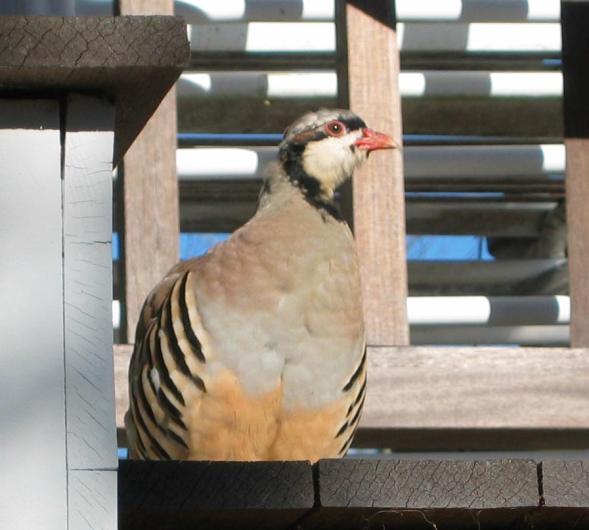 chukar