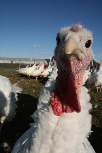 turkey